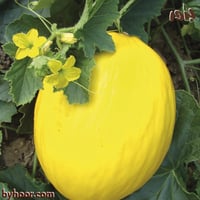 بذور شمام كناري - جملة