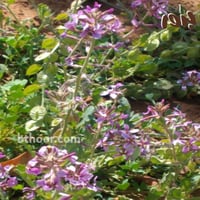 بذور الخزامى البري ( جملة )