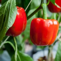 بذور فلفل بارد أحمر - رومي ( Capsicum annuum.red)