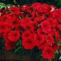 بذور بتونيا قزمي متراص أحمر ( Petunia red )