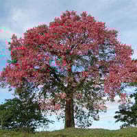 بذور شجرة الكوريزيا‬ (Chorisia speciosa)