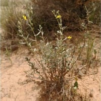 بذور الرقروق المصاحب للكمأة أو الفقع ( Helianthemu...