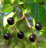 بذور عشبة المحلب ( Cerasus mahaleb )