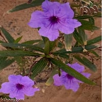 بذور رويليا بنفسجية ( Ruellia simplex purple )