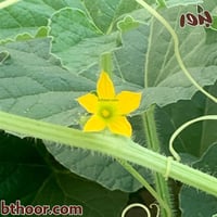 بذور القثاء - الفقوس ( Cucumis melo flexuosus )