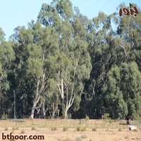 بذور شجرة الكين-الكينا (Eucalyptus)