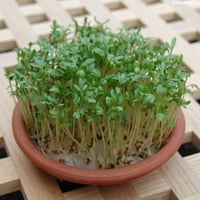 بذور عشبة الرشاد ( Lepidium sativum )