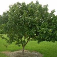 بذور فاكهة‬ ‫القشطة‬ ‫- Annona sp