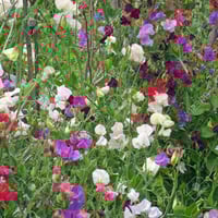 ‫بذور بسلة الزهور - البسلة العطرية ‬( Lathyrus odo...