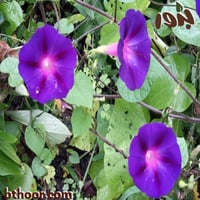 بذور مجد الصباح (بنفسجي ) Ipomoea purpurea