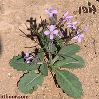 بذور اليهق ( الجرجير البري) - Diplotaxis acris