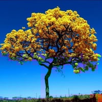 بذور شجرة التابوبيا الذهبية-ارجنتينا(Tabebuia aure...