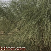 بذور البان العربي - جملة (Moringa Peregrina)