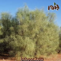 بذور البان العربي - جملة (Moringa Peregrina)