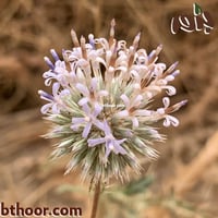 بذور الخرشف او شدق الجمل (Echinops glaberrimus)