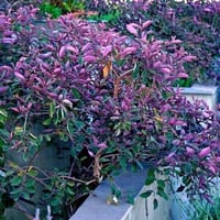 بذور شجيرة ‫الوايتكس الخضراء