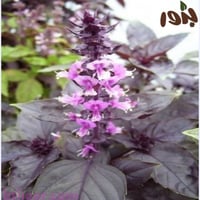 بذور الريحان الليلي - البنفسجي ( ‏Albahaca Morada...
