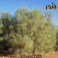 بذور اليسر أو البان العربي (Moringa Peregrina)