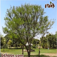 بذور فاكهة كرز املا-املج شائع(Phyllanthus emblica)