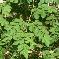 بذور المورينجا‬ ‫اوليفيرا‬ - المورينقا الهندية ( ج...