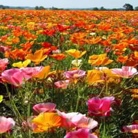 بذور الديدحان الملون الموسمي(papaver rhoeas)