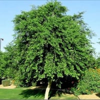 بذور شجرة ‫السرسوع - السيسم‬ - Dalbergia sissoo