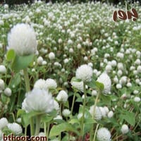 بذور زهرة جمفرينا بيضاء (مدنة) White gomphrena glo...