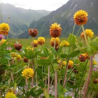 بذور عشبة النفل (Trifolium)