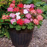 ‫بذور زهرة الجيرانيوم ( geranium palladium )