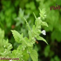 بذور عشبة المليسه-المليساء ( Melissa officinalis )