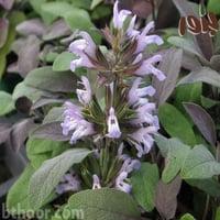 بذور عشبة المرامية (ميرمية) Salvia Officinalis