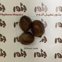 بذور نخيل الدوم ( Hyphaene thepaica )