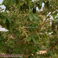 بذور ترمناليا‬ ‫ارجوان‬ ‫(Terminalia arjuna)