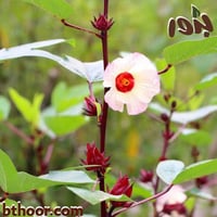 بذور الكركدية - غجر ( جملة )