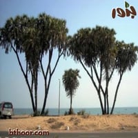 بذور نخيل الدوم ( Hyphaene thepaica )