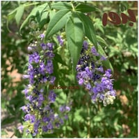 بذور شجيرة كف‬ ‫مريم‬ ‫