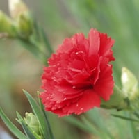 ‫بذور زهرة القرنفل أحمر‬ - Dianthus caryophyllus