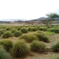 بذور عشبة السخبر (الصخبر) cymbopogon