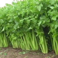 بذور الكرفس (Apium graveolens)