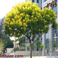 بذور كاسيا جلوكا جملة