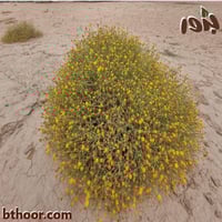 بذور الجثجاث-جثيا ( ‏pulicaria undulata )