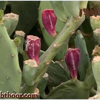 بذور صبار الكمثرى الشرقي-التين الهندي( Opuntia hum...