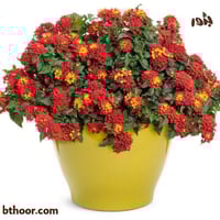 بذور زهرة لانتانا كمارا ألوان متعددة (ام كلثوم) La...