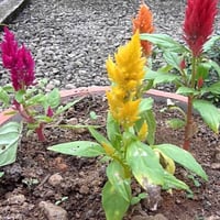 بذور زهرة عرف الديك (سيلوزيا) - Celosia Argenta