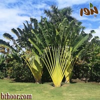 بذور نخيل رافينالا- الموز الكاذب(Ravenala madagasc...