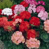 ‫بذور زهرة الجيرانيوم ( geranium palladium )