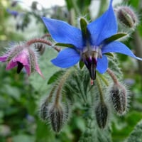 بذور خبز النحل(Borage officinalis)