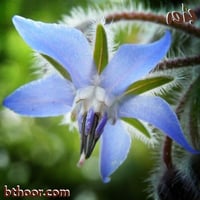 بذور خبز النحل(Borage officinalis)