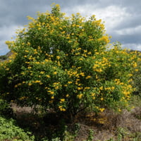 بذور شجرة تيكوما ستانس‬ - Tecoma Stans