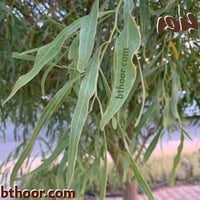 بذور الطلح الملحي ( سنط ملحي ) جملة